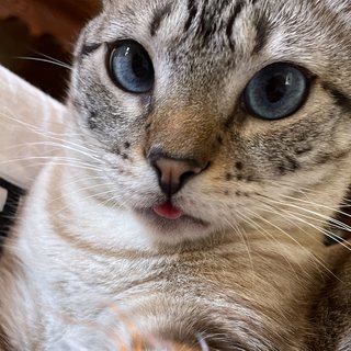 Square portrait of Sombra the cat.